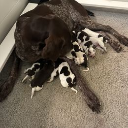 German Shorthaired Pointer Puppies from Blue Kai Kennels