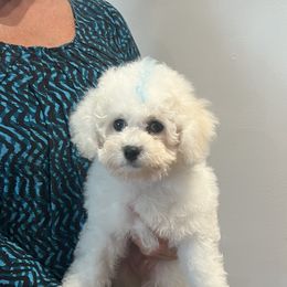 Blue boy - White male Bichon Frise puppy in Wilmington, North Carolina from Cape Fear Bichons