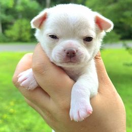 Girl 1 - Cream female Chihuahua puppy in Vineland, New Jersey from Royal Companion's