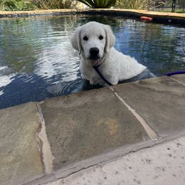 Goldendoodle and Golden Retriever Puppies from SSC Golden Retreivers