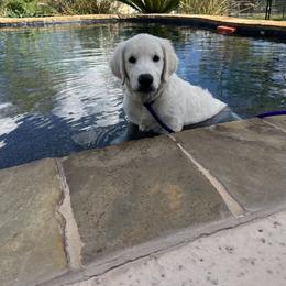Goldendoodle and Golden Retriever Puppies from SSC Golden Retreivers
