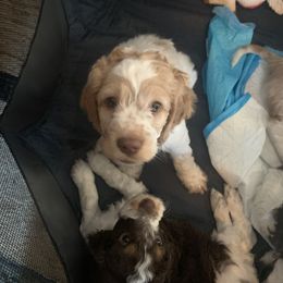 Cockapoo and Mastiff Puppies from MuddyBootsDoodles