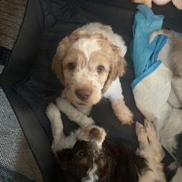 Cockapoo and Mastiff Puppies from MuddyBootsDoodles