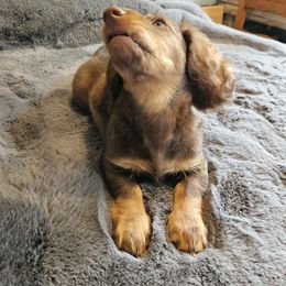 Dachshund Puppies from butter beans babies