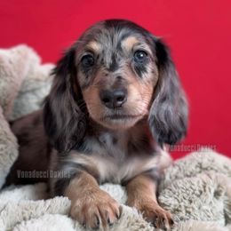 Corrado Soprano - Dapple male Dachshund puppy in Chandler, Arizona from Vonaducci Doxies, LLC.