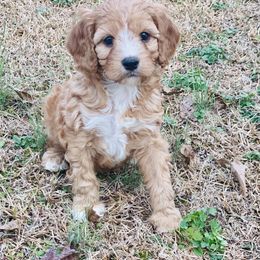 Cavalier King Charles Spaniel, Cavapoo, and Pembroke Welsh Corgi Puppies from Griffins Puppies