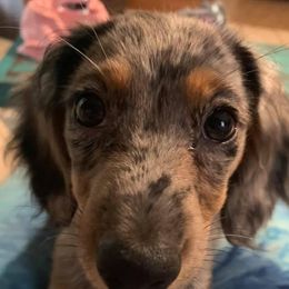 Dachshunds from Sweet T’s Southern Doxies