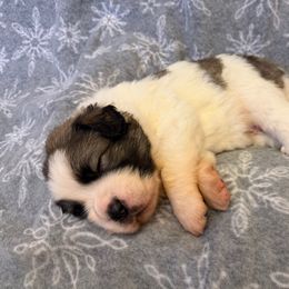 Harvest - White and brown male Pyrenean Mastiff puppy in Hillsboro, Virginia from Bella Dulce