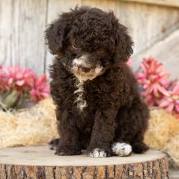 Swiss Miss - Brown and white female Cockapoo puppy in Seattle, Washington from Sweet Home Doodles
