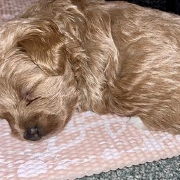 Poodle Puppies from Kindred Companions Toy Doodles