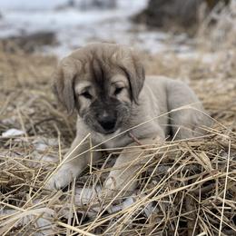 Anatolian Shepherd Dog Puppies from Wild Rooster Family Farm