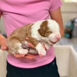 Redbud - Red male Bernedoodle puppy in Irmo, South Carolina from Palmetto Bernedoodles Boutique