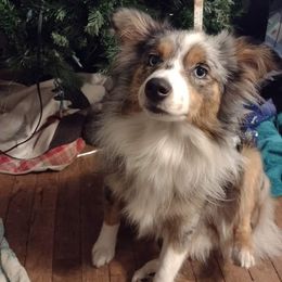 Sadie - Miniature American Shepherd