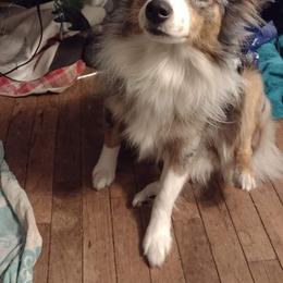 Sadie - Miniature American Shepherd