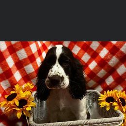 English Springer Spaniel Puppies from Won Eighty Farms