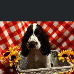English Springer Spaniel Puppies from Won Eighty Farms