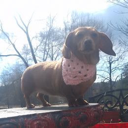 Dachshunds from Dannie's Doxies