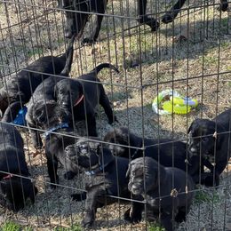 Labrador Retriever Puppies from Marshland Retrievers LLC