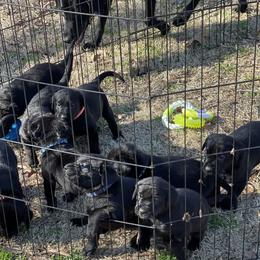 Labrador Retriever Puppies from Marshland Retrievers LLC