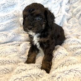 Wasabi - Tri-color male Cavapoo puppy in Provo, Utah from Hales Wagging Tails