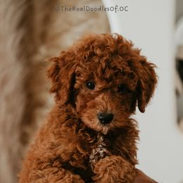 Goldendoodle Puppies from Real Doodles of OC
