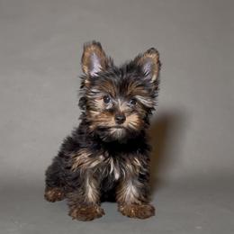 Thing 2 - Black and tan male Yorkshire Terrier puppy in San Diego, California from BC Breeders Association