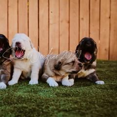 Colorado Mountain Dog puppies from West Side Woofies