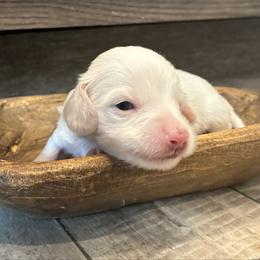 Fern - Piebald male Dachshund puppy in Dobson, North Carolina from Oakleys Dachshund Haven