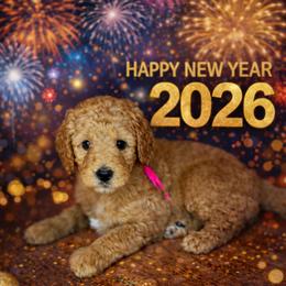 Pecan - Apricot female Goldendoodle puppy in Houston, Texas from Golden Life Doodles