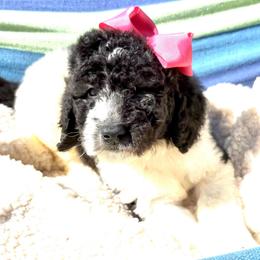 Nova - Parti female Poodle puppy in Meadowbrook, California from Standard Poodle Pups
