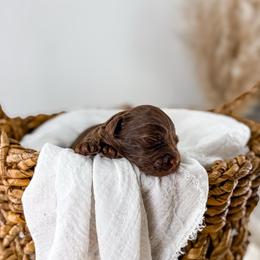 Brewed with love- Brew - Chocolate male Goldendoodle puppy in Russell Springs, Kentucky from Milk & Honey Doodles
