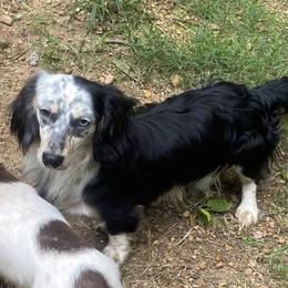 Checkers - Dachshund