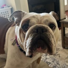 Bulldogs from B's Standard-Bred Bulldogs