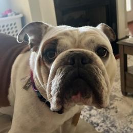 Bulldogs from B's Standard-Bred Bulldogs