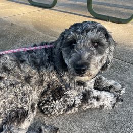 Maple - Goldendoodle