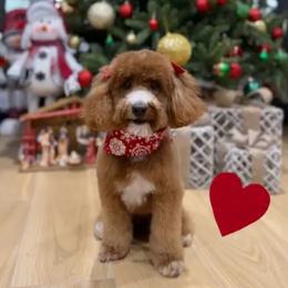 Nova - Poodle