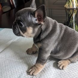 French Bulldog Puppies from Jgrfrenchies