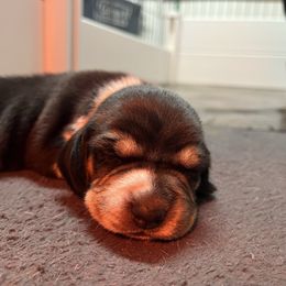 Yellow - Black tan and bluetick male Beagle puppy in Jasper, Texas from Beech Grove Beagles