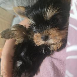 Ivy - Blue and gold female Yorkshire Terrier puppy in Hesperia, California from Diamond Doll Yorkies