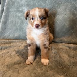Miniature Australian Shepherd Puppies from Twisted H Ranch Aussies