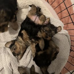 Yorkshire Terrier Puppies from Walnut yorkies