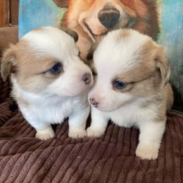 Pembroke Welsh Corgis from Crossfires Corgis