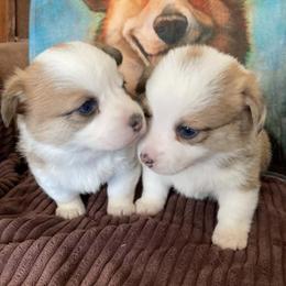 Pembroke Welsh Corgis from Crossfires Corgis