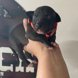 Ezra - Black male Italian Greyhound puppy in Lancaster, Missouri from White Stone Ranch