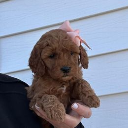 Luna - Red  female Goldendoodle puppy in Mint Hill, North Carolina from DoodleForever