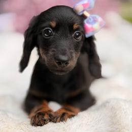 Titi - Black and tan female Dachshund puppy in Lakeland, Florida from Elite Doxies Florida