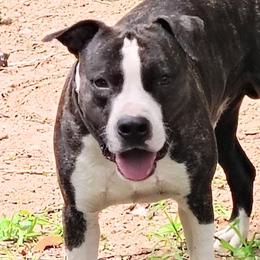 Westley - American Staffordshire Terrier