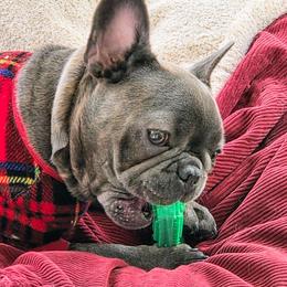 Poppy - French Bulldog