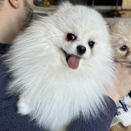 Pomeranian All Grown Up from Laura Velli