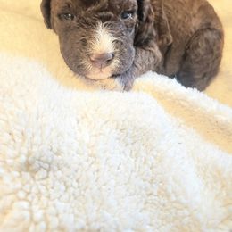 Boy 1 - Brown male Lagotto Romagnolo puppy in Lyman, Idaho from Regal Romagnolos